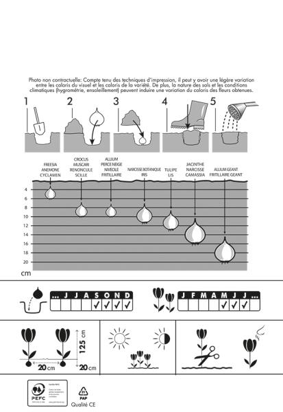 Bulbes à fleurs à planter à l'automne - Allium Gladiator - MEDIA_PACKAGING_VERSO